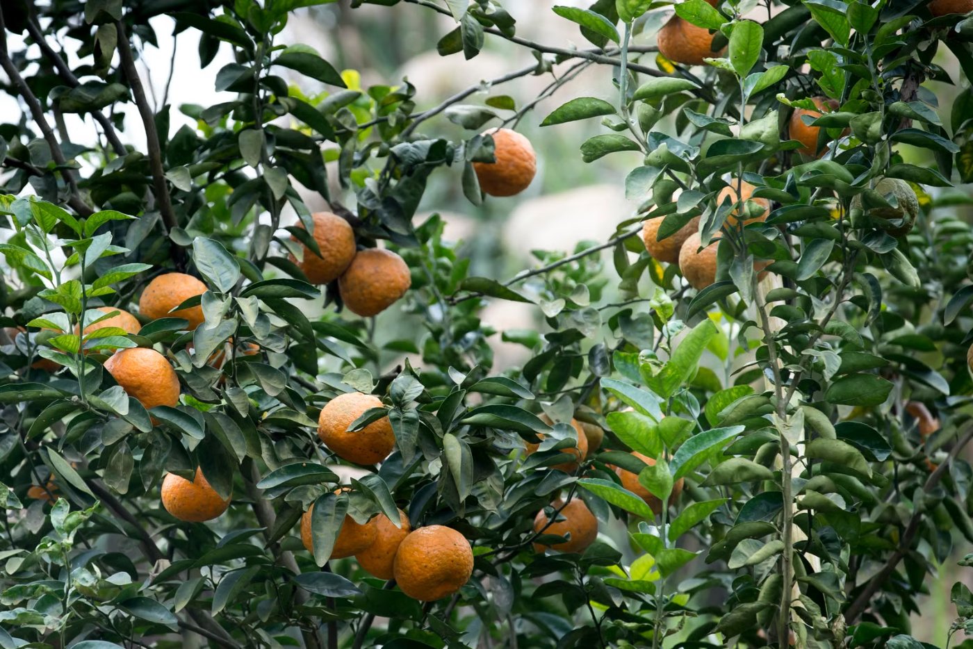 Agrumier chargé de fruits, culture d'agrumes rustiques en extérieur